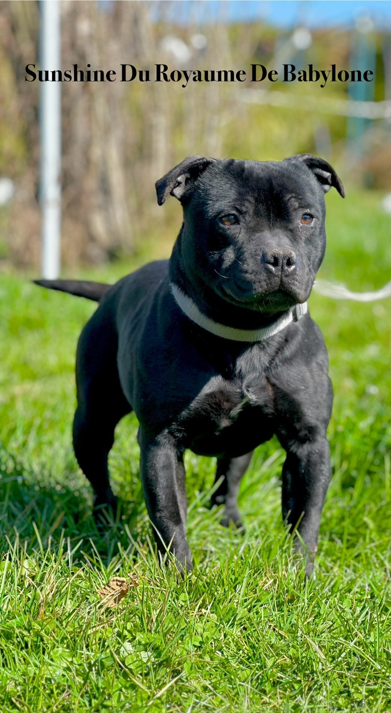 Sun shine Du Royaume De Babylone