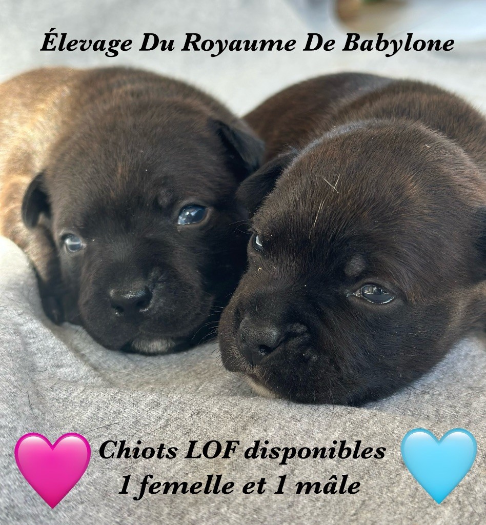 Chiots bringés LOF, beaux pédigrées,disponibles au 1er juillet 