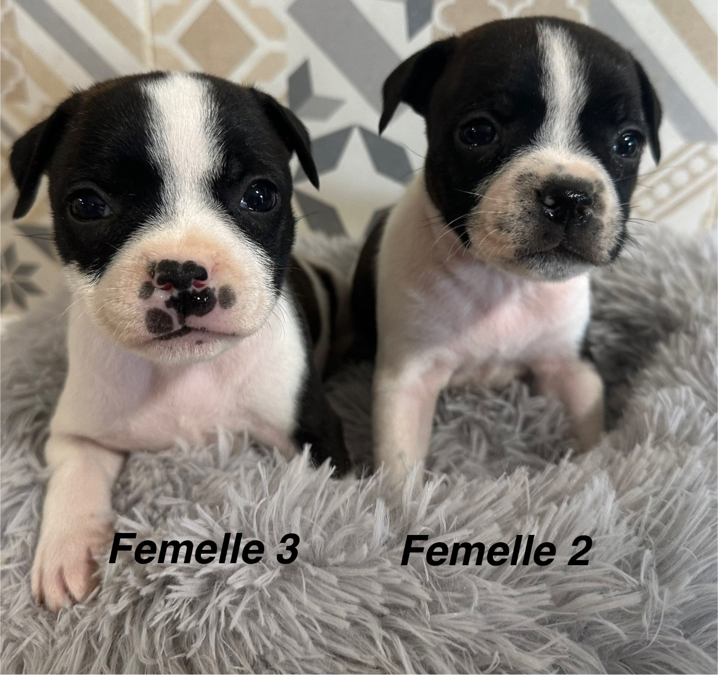 6 chiots disponibles LOF