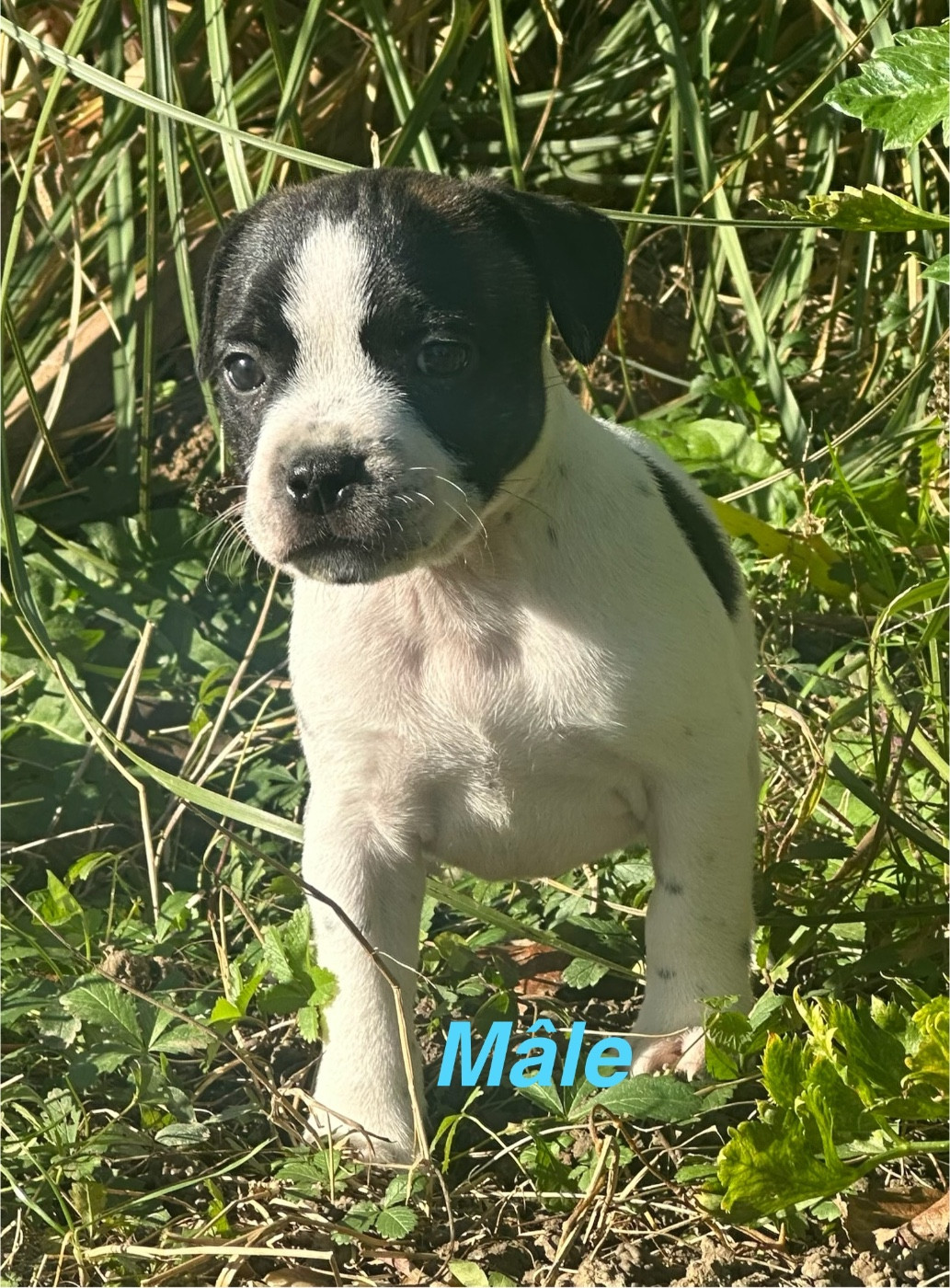 6 chiots disponibles LOF