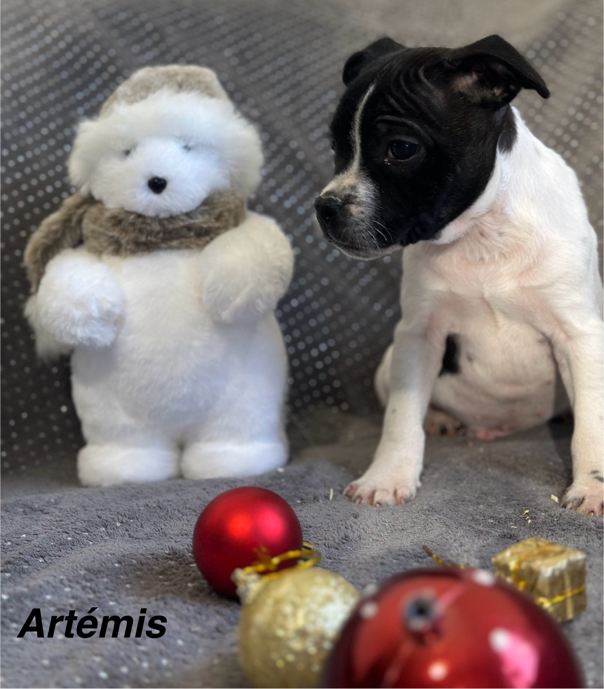 Du Royaume De Babylone - 1 mâle et 1 femelle Staffies LOF