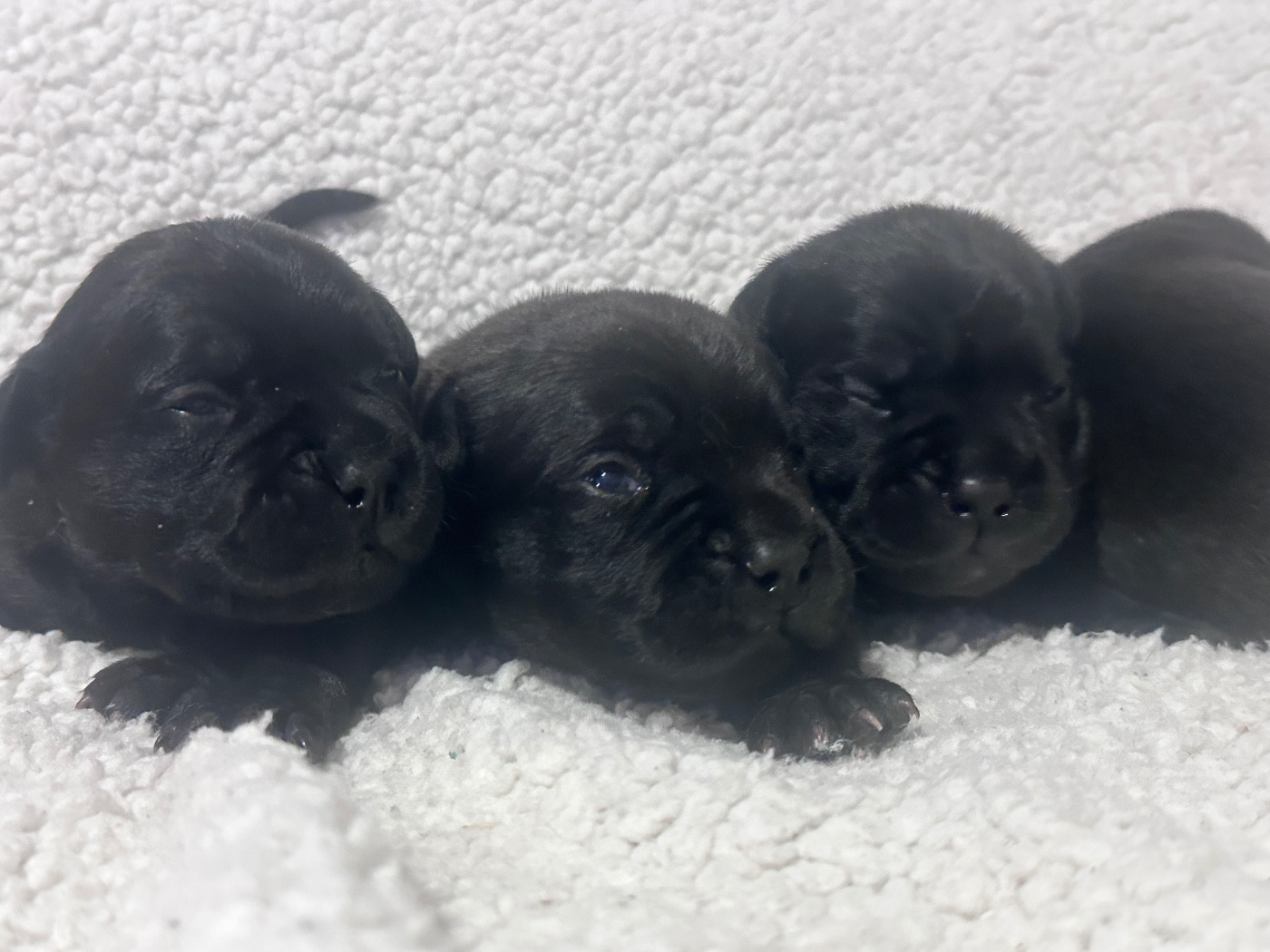 Chiots Staffie LOF à réserver