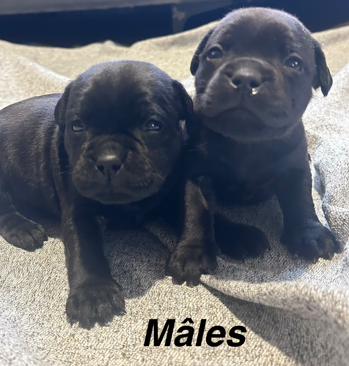 Chiots Staffie mâles LOF à réserver
