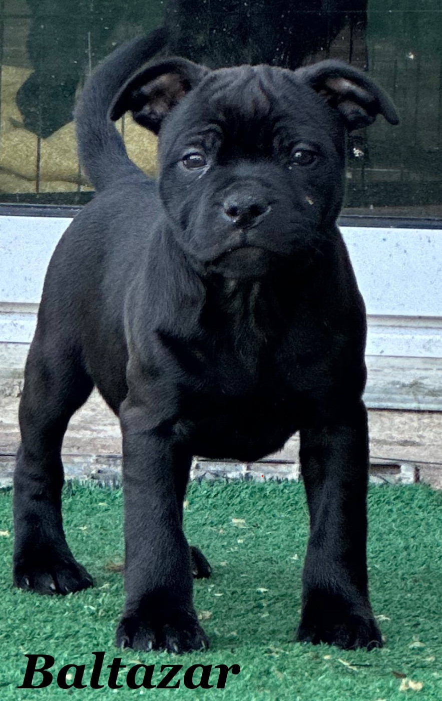 Chiot Staffie mâle LOF