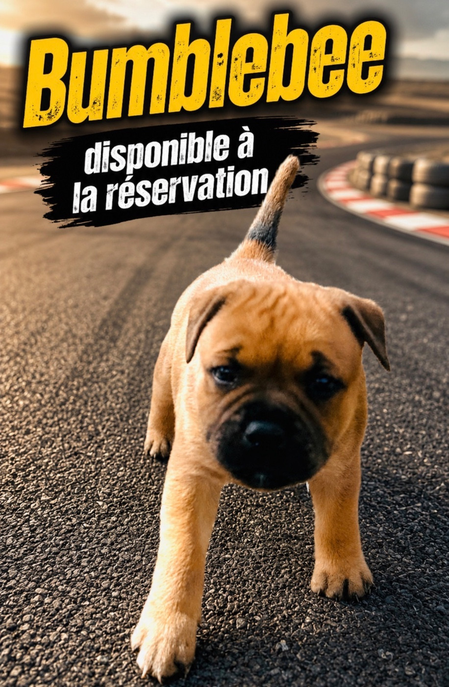 Chiot Staffie mâlle LOF à réserver