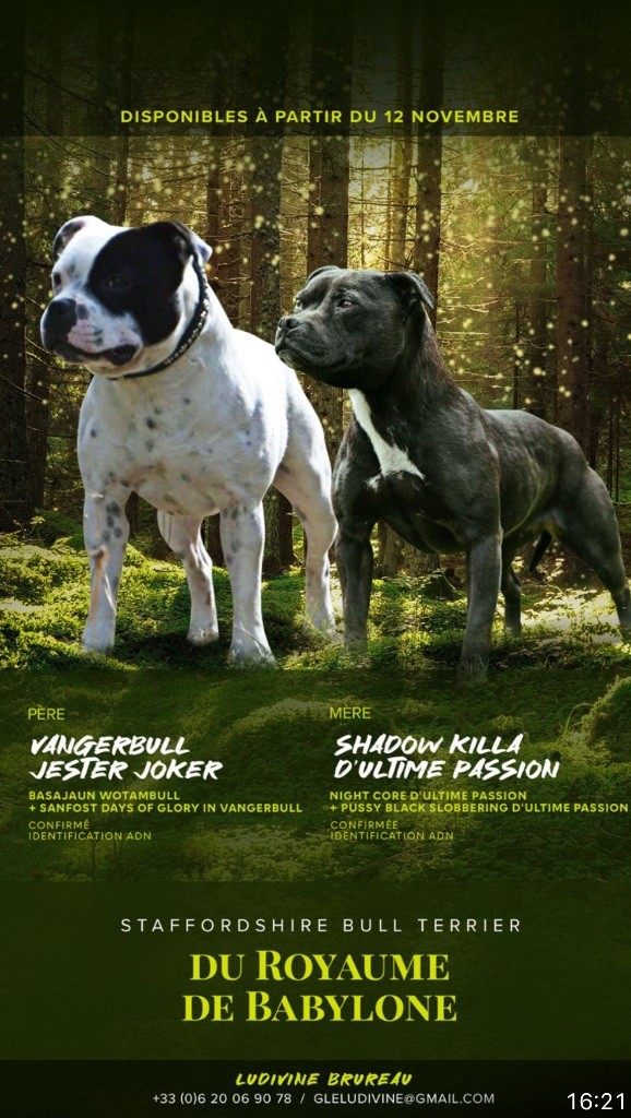 7 chiots Staffie LOF disponibles à la réservation 