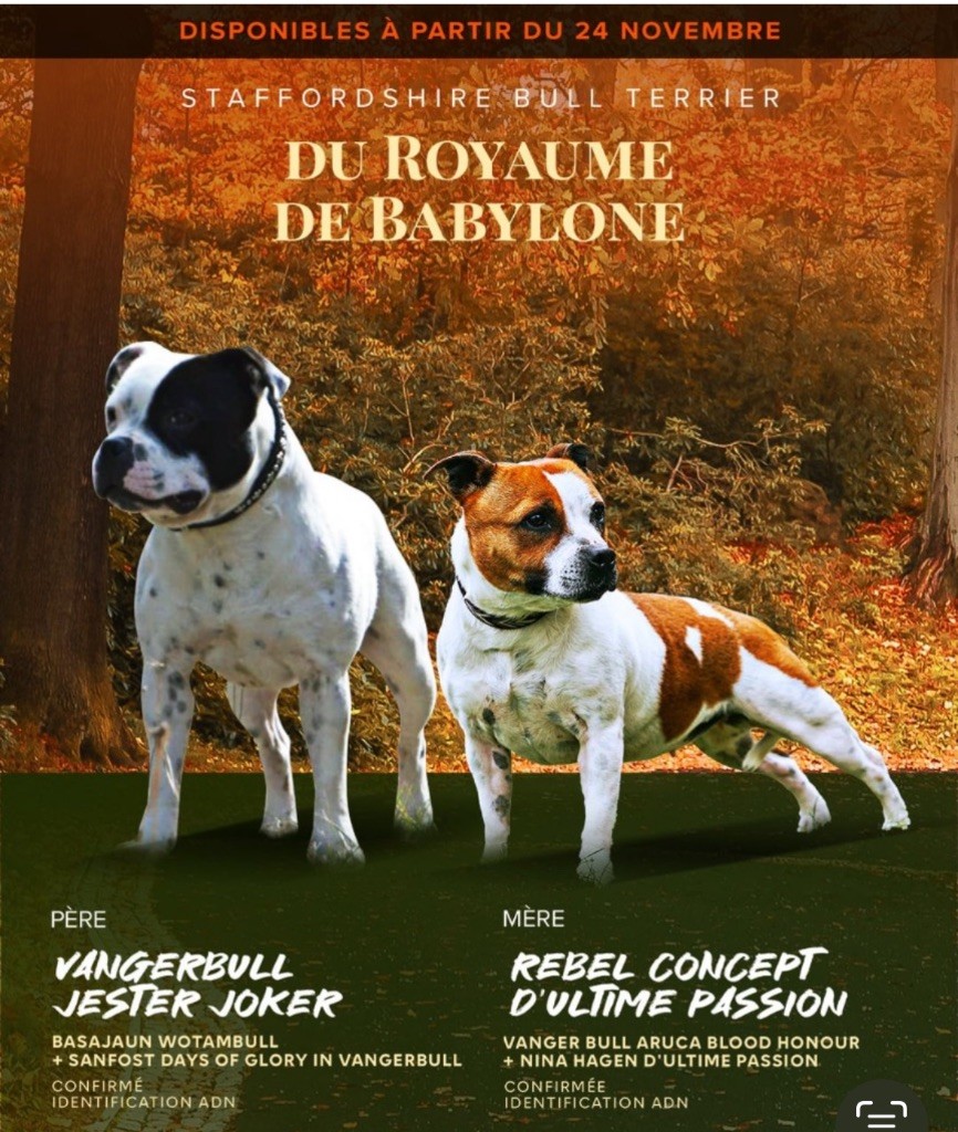 6 chiots disponibles 