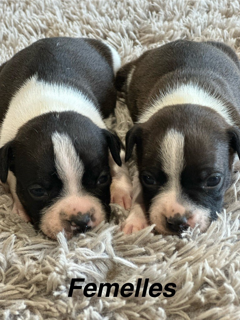 6 chiots Staffie LOF couleurs magnifiques à réserver 
