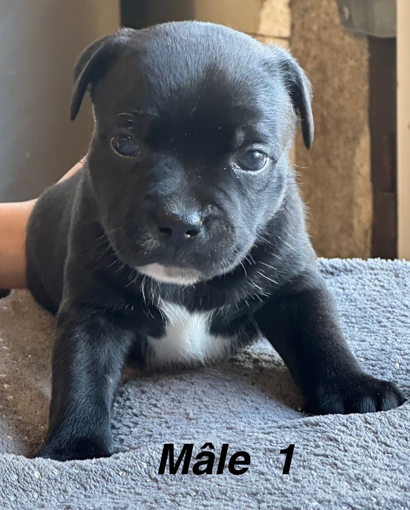 Du Royaume De Babylone - Chiots disponibles - Staffordshire Bull Terrier