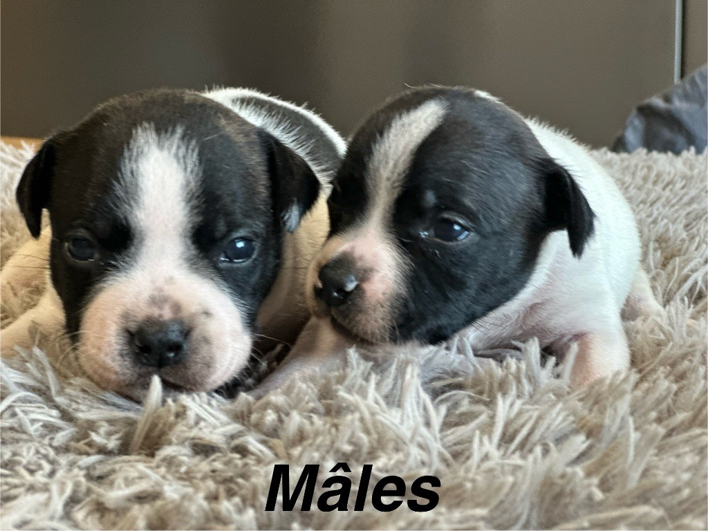 Du Royaume De Babylone - Chiots disponibles - Staffordshire Bull Terrier