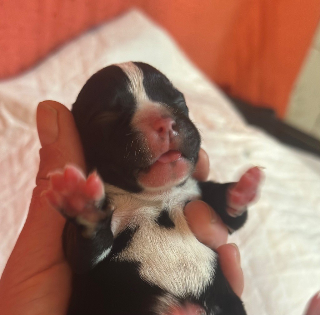 Du Royaume De Babylone - Chiots disponibles - Staffordshire Bull Terrier