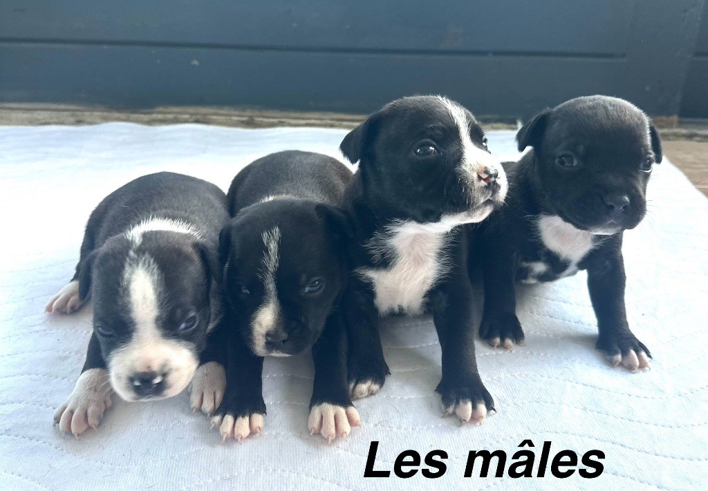 Du Royaume De Babylone - Staffordshire Bull Terrier - Portée née le 19/08/2025