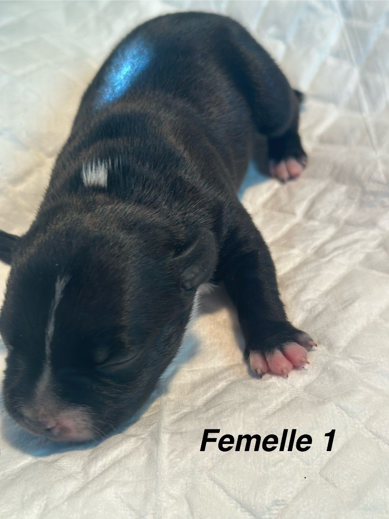 Du Royaume De Babylone - Chiots disponibles - Staffordshire Bull Terrier