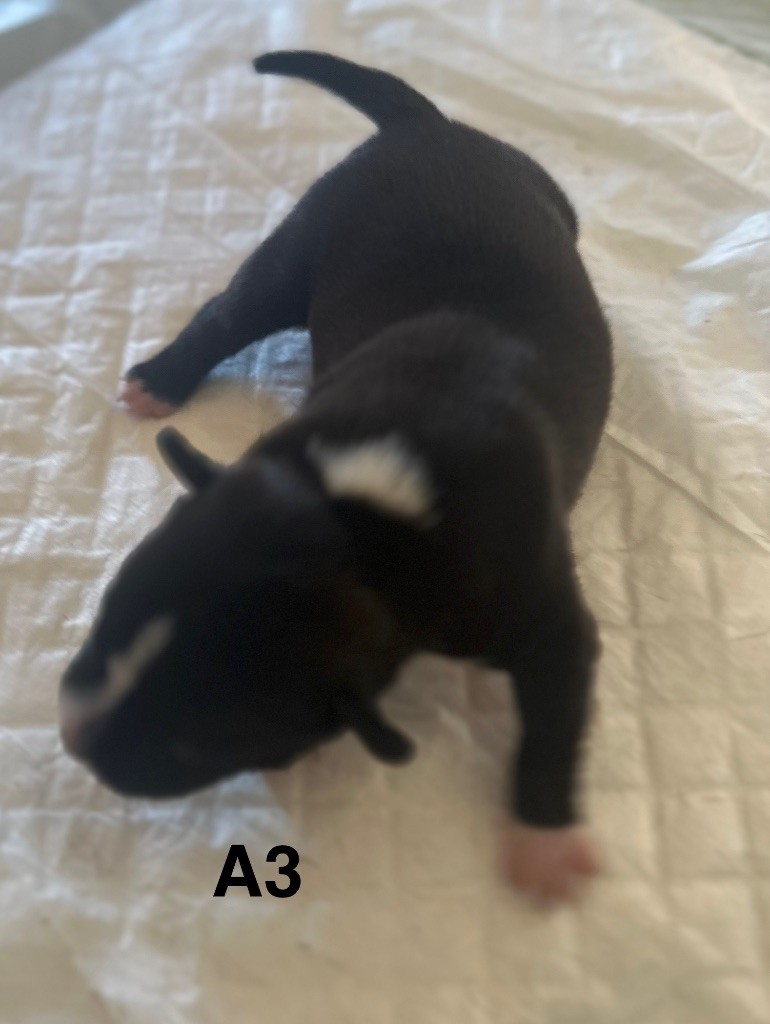 Du Royaume De Babylone - Chiots disponibles - Staffordshire Bull Terrier