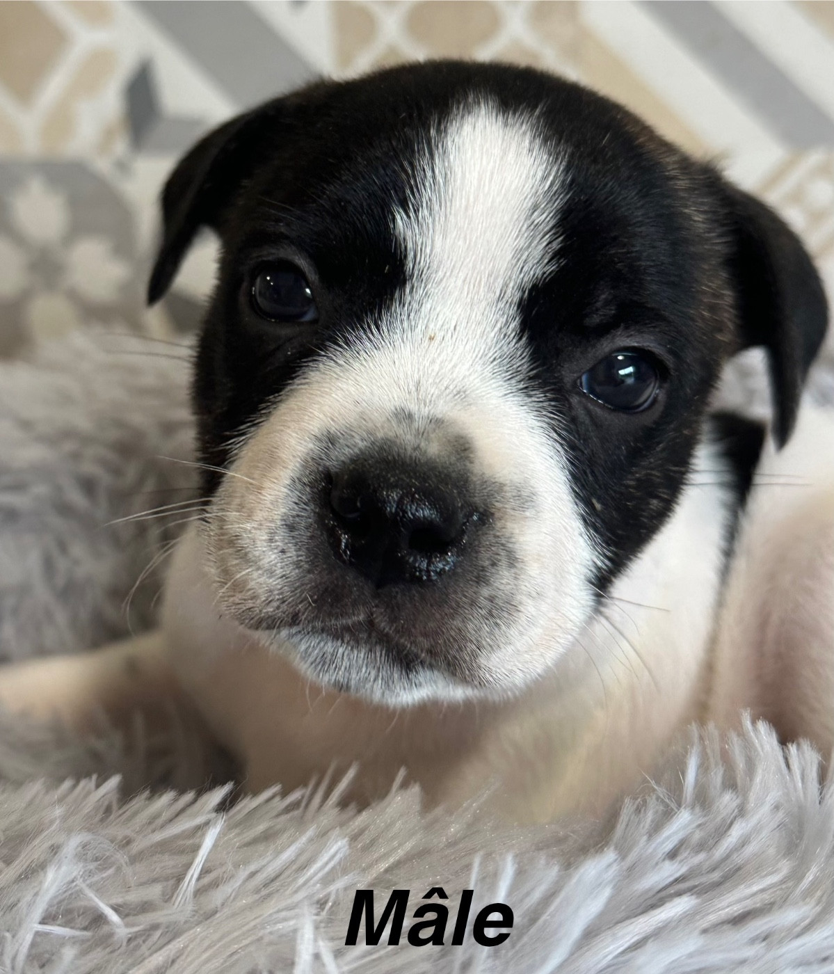 Du Royaume De Babylone - Chiots disponibles - Staffordshire Bull Terrier