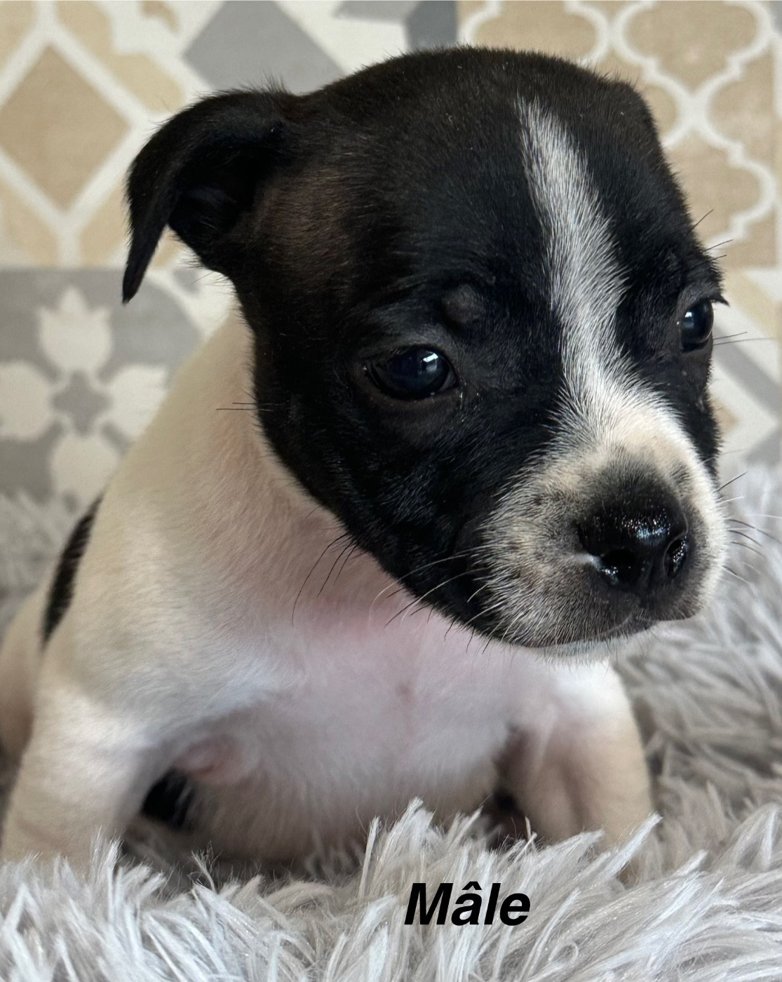 Du Royaume De Babylone - Chiots disponibles - Staffordshire Bull Terrier