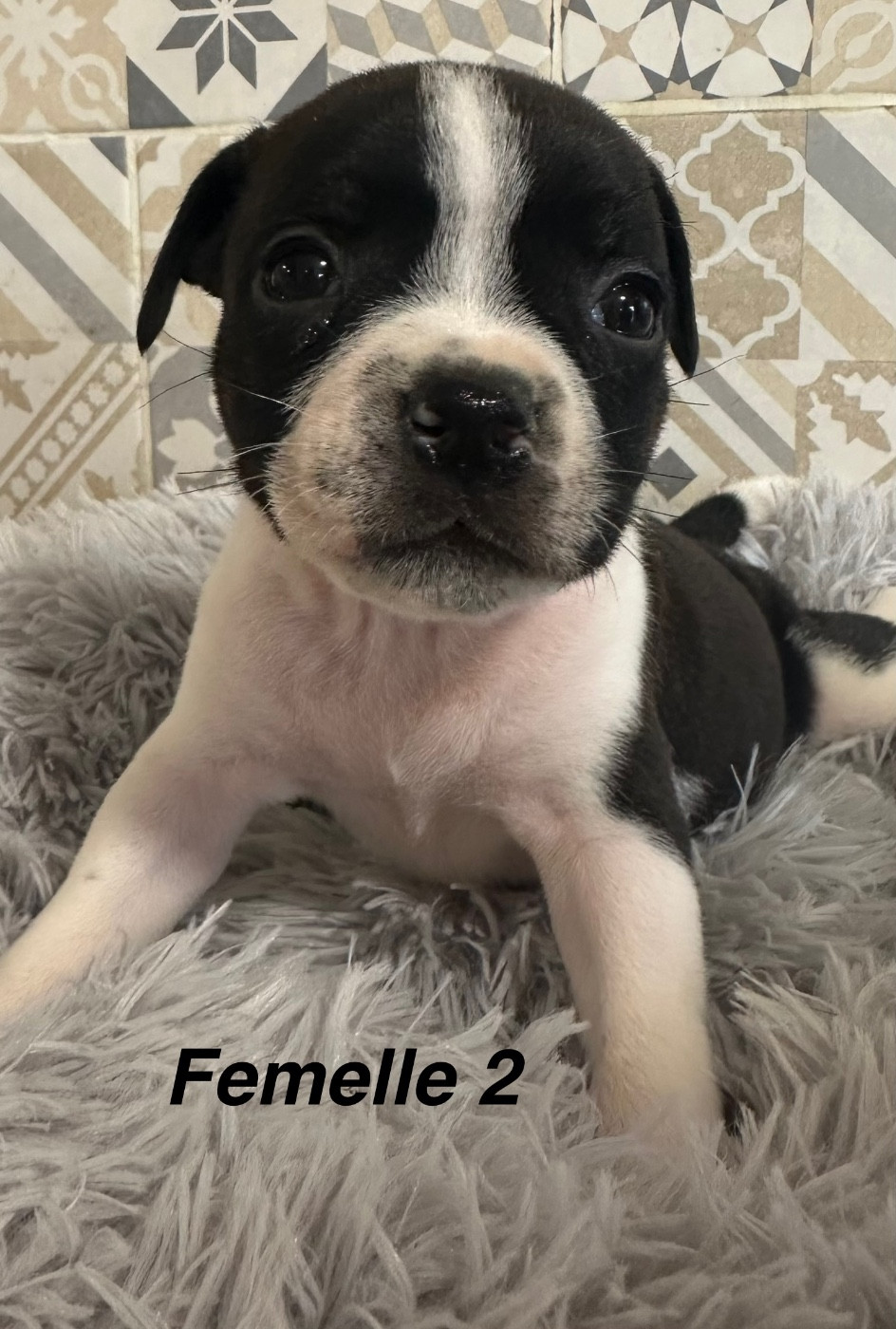 Du Royaume De Babylone - Chiots disponibles - Staffordshire Bull Terrier
