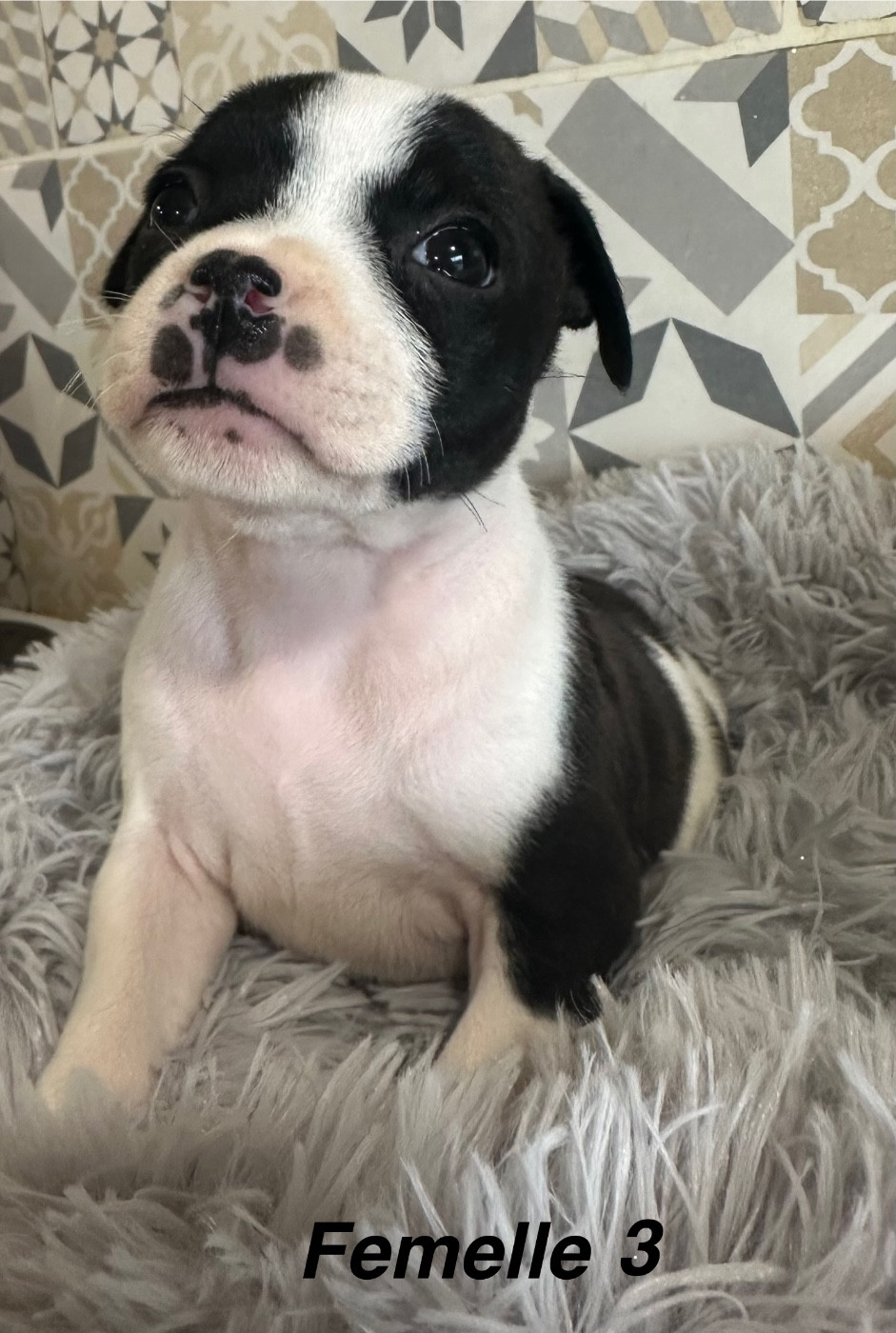 Du Royaume De Babylone - Chiots disponibles - Staffordshire Bull Terrier