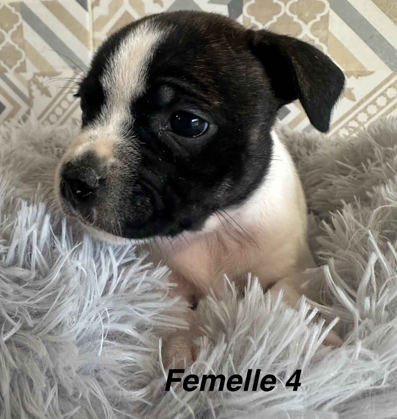 Du Royaume De Babylone - Chiots disponibles - Staffordshire Bull Terrier