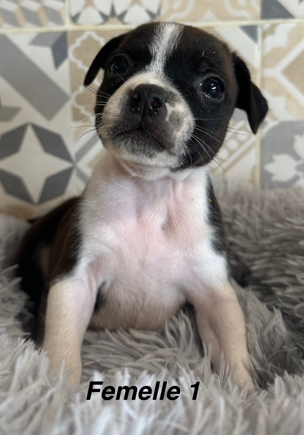 Du Royaume De Babylone - Chiots disponibles - Staffordshire Bull Terrier