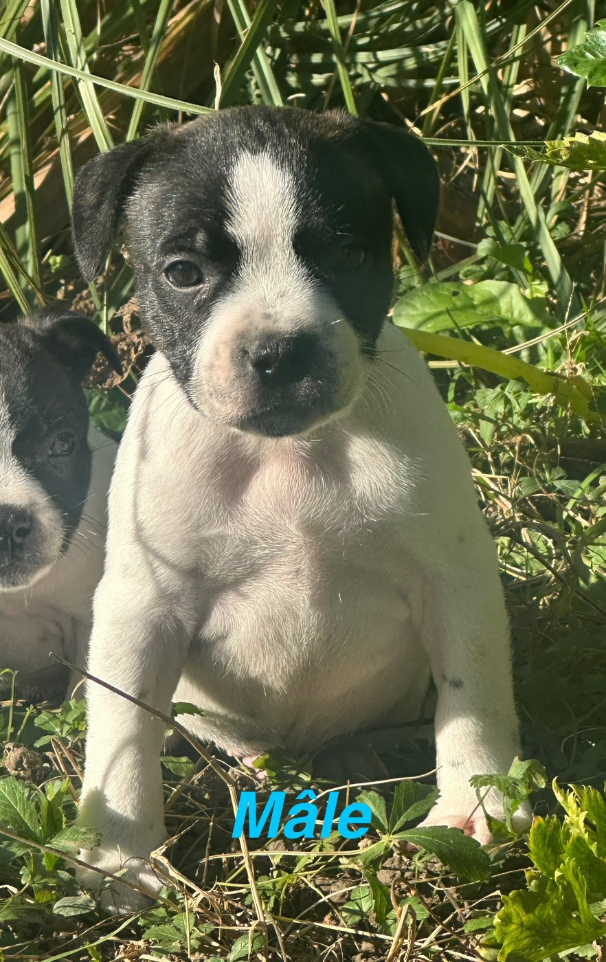 Du Royaume De Babylone - Chiots disponibles - Staffordshire Bull Terrier