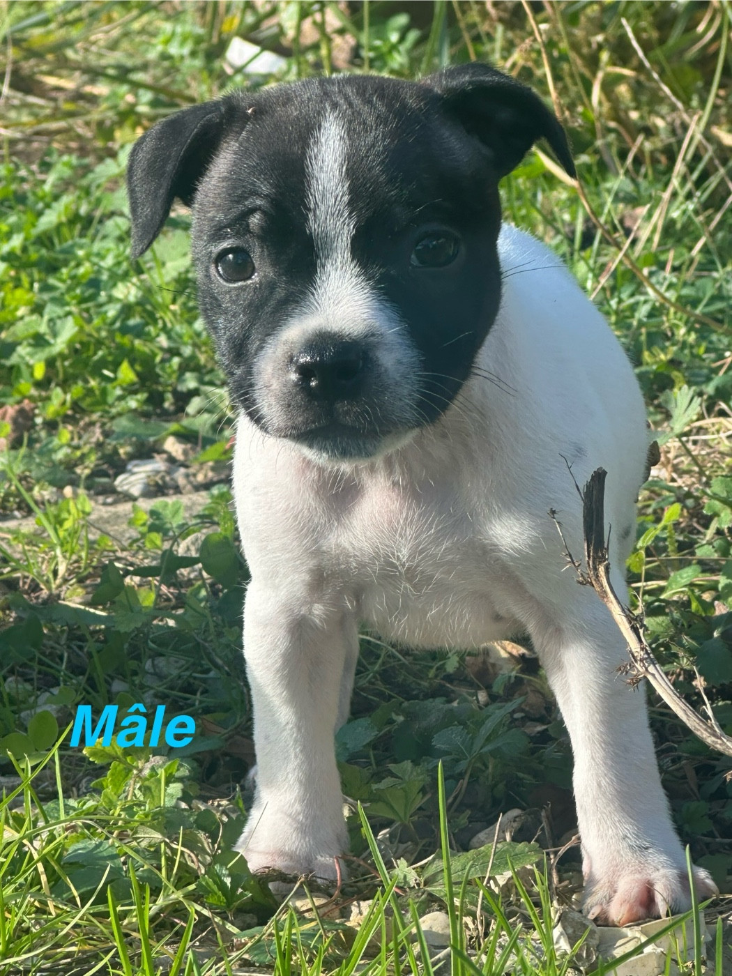 Du Royaume De Babylone - Chiots disponibles - Staffordshire Bull Terrier