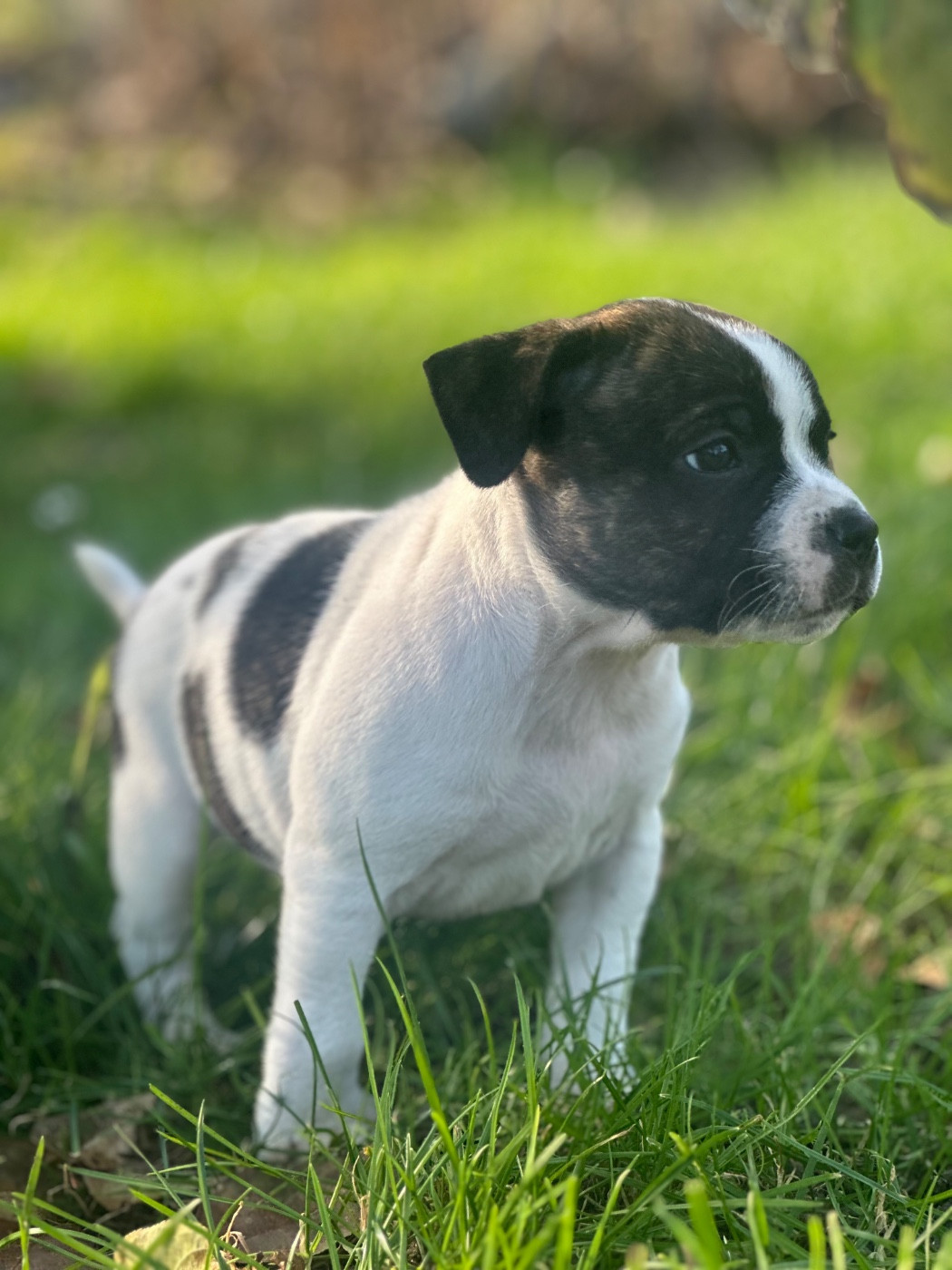 Du Royaume De Babylone - Chiots disponibles - Staffordshire Bull Terrier