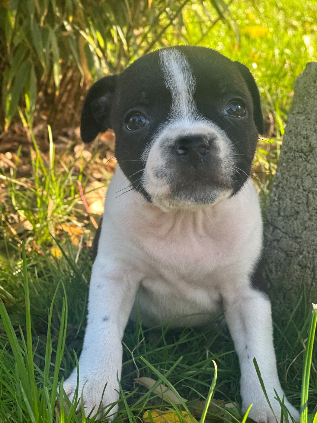 Du Royaume De Babylone - Chiots disponibles - Staffordshire Bull Terrier