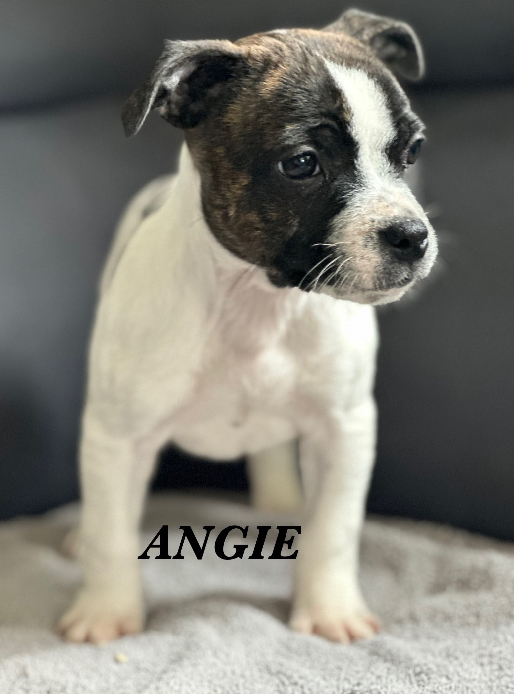 Chiot Staffordshire Bull Terrier Du Royaume De Babylone