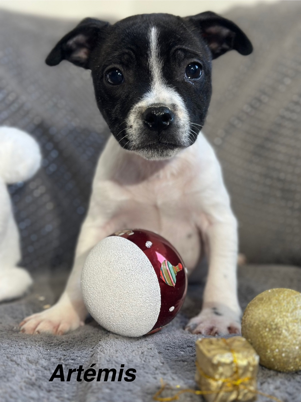 Du Royaume De Babylone - Chiots disponibles - Staffordshire Bull Terrier