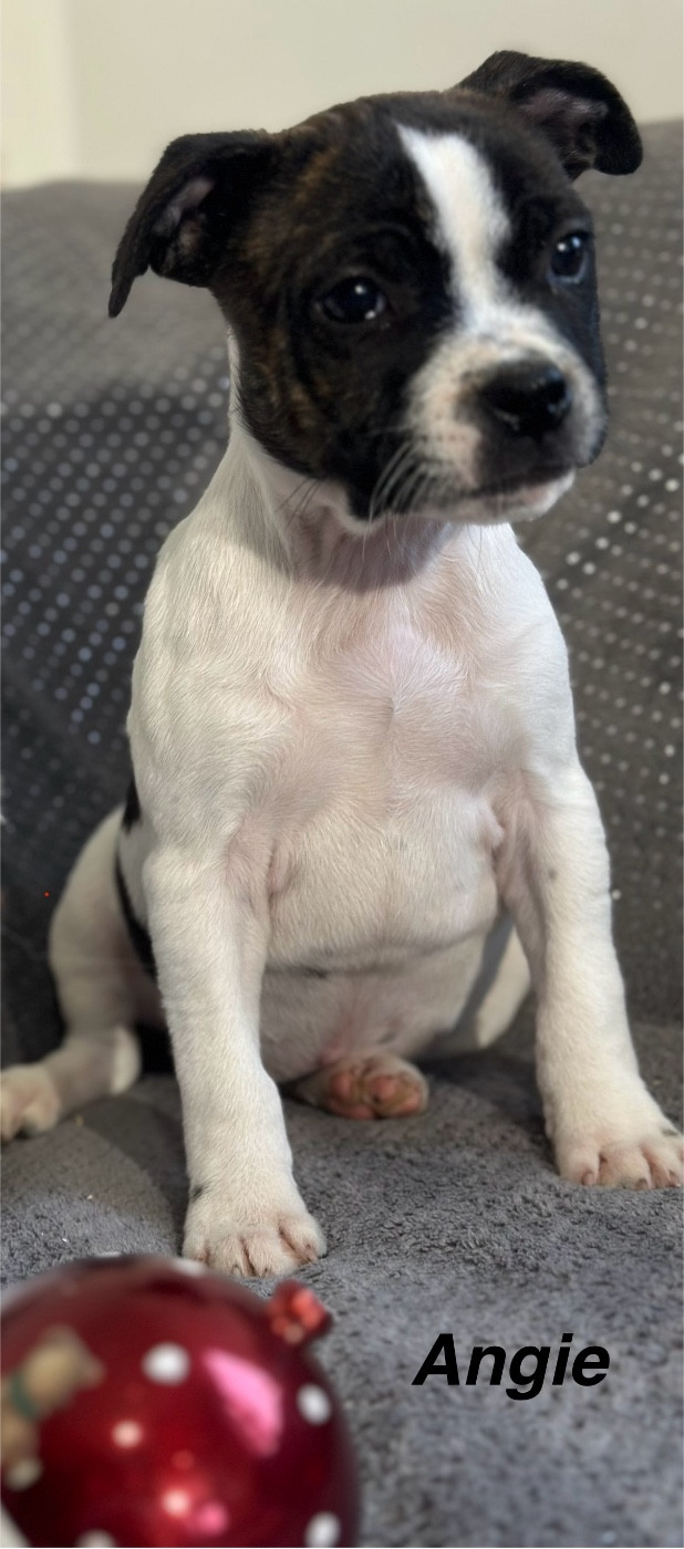 Du Royaume De Babylone - Chiots disponibles - Staffordshire Bull Terrier