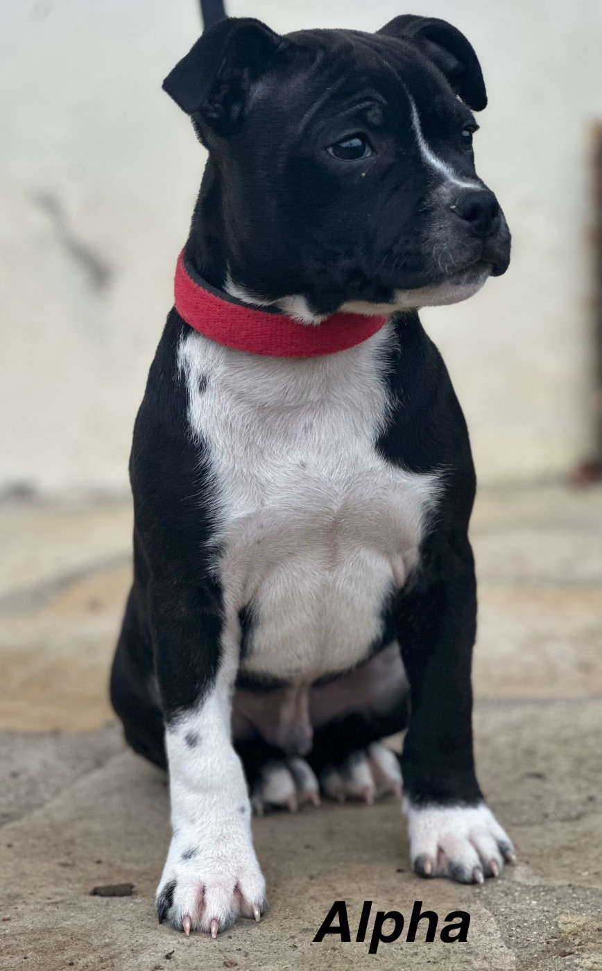 Du Royaume De Babylone - Chiots disponibles - Staffordshire Bull Terrier