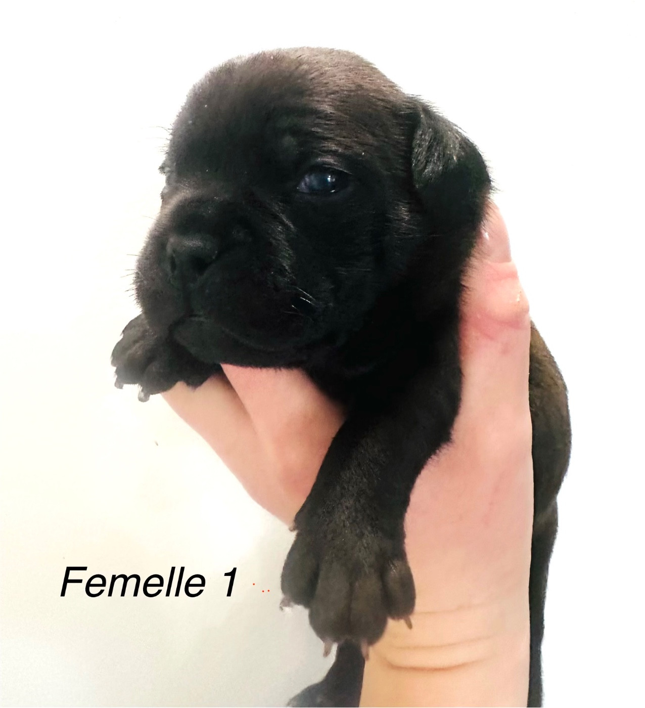 Du Royaume De Babylone - Chiots disponibles - Staffordshire Bull Terrier