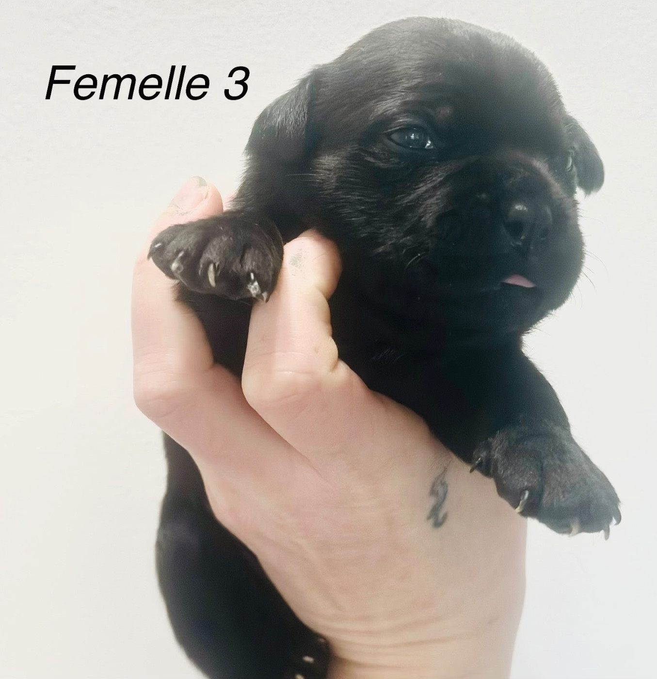 Du Royaume De Babylone - Chiots disponibles - Staffordshire Bull Terrier