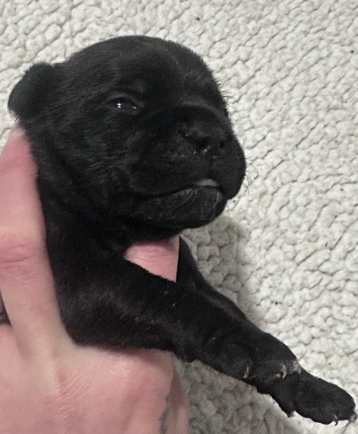 Du Royaume De Babylone - Chiots disponibles - Staffordshire Bull Terrier