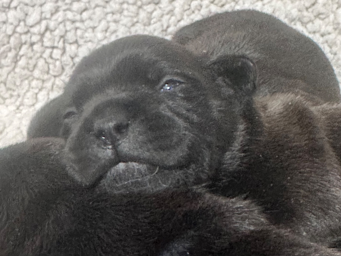 Du Royaume De Babylone - Chiots disponibles - Staffordshire Bull Terrier