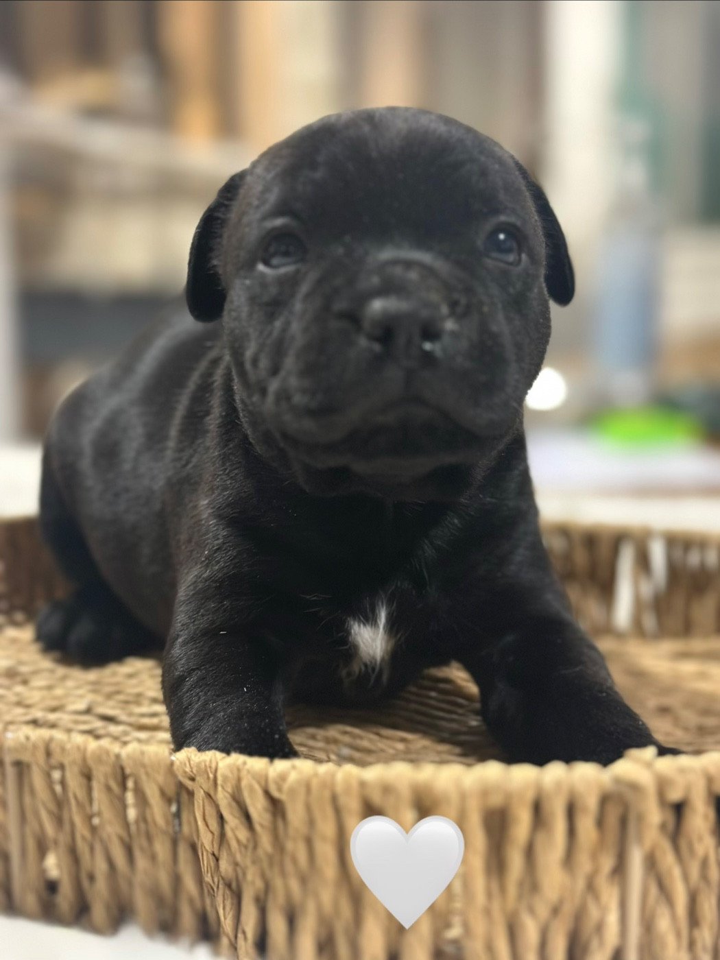 Du Royaume De Babylone - Chiots disponibles - Staffordshire Bull Terrier