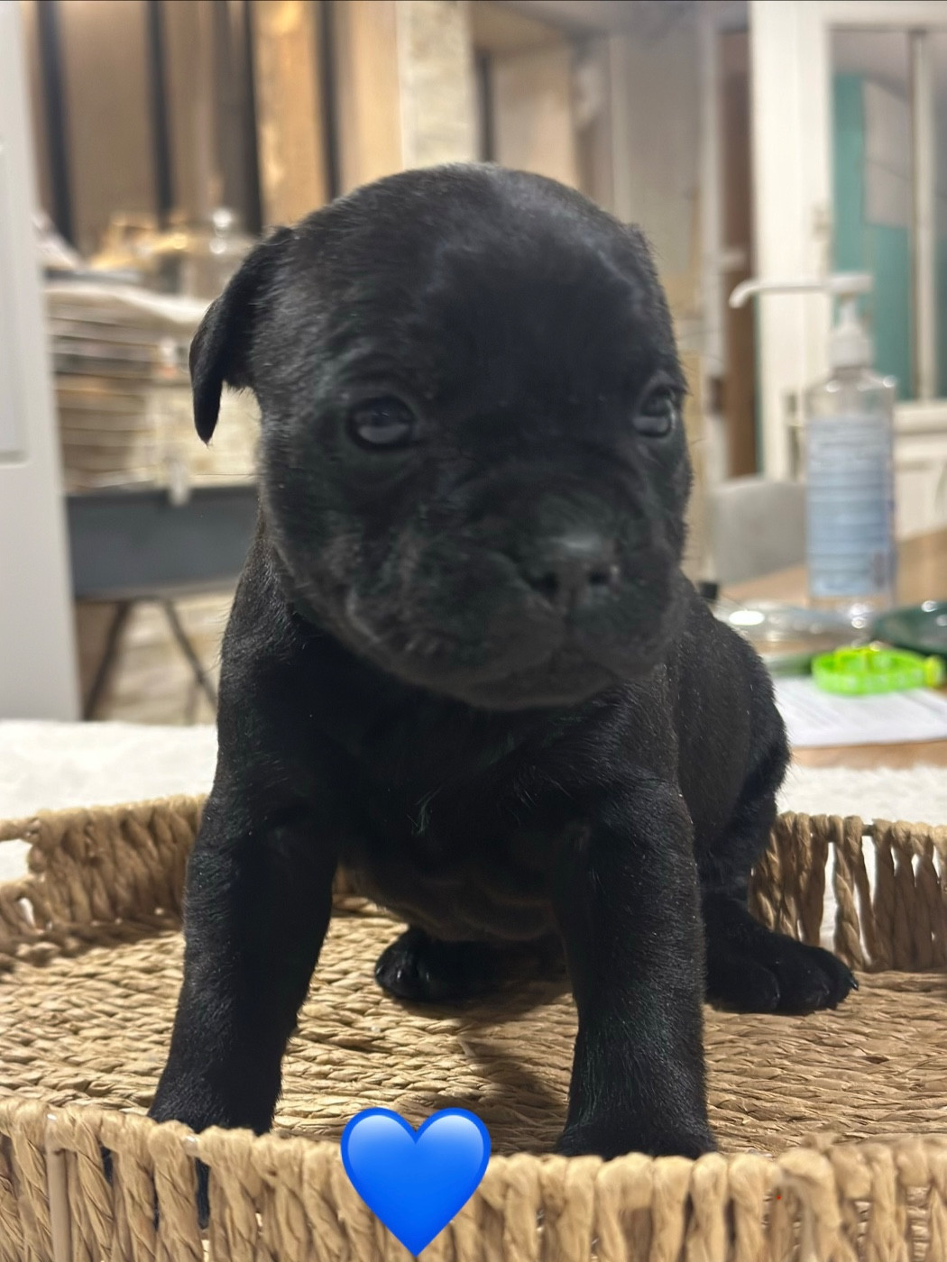 Du Royaume De Babylone - Chiots disponibles - Staffordshire Bull Terrier