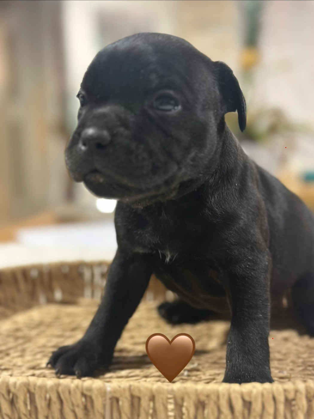 Du Royaume De Babylone - Chiots disponibles - Staffordshire Bull Terrier