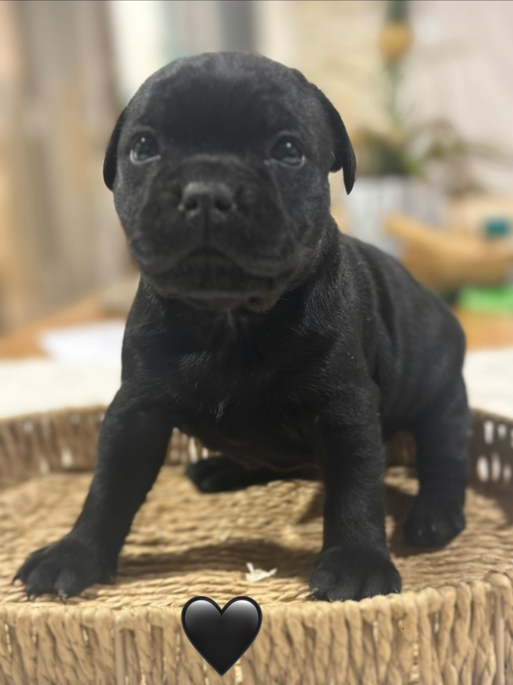 Du Royaume De Babylone - Chiots disponibles - Staffordshire Bull Terrier