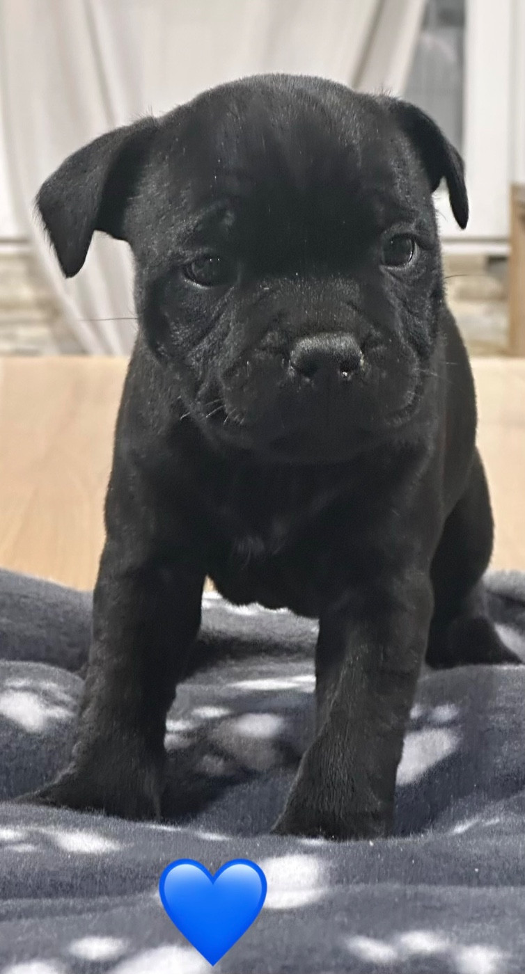 Du Royaume De Babylone - Chiots disponibles - Staffordshire Bull Terrier