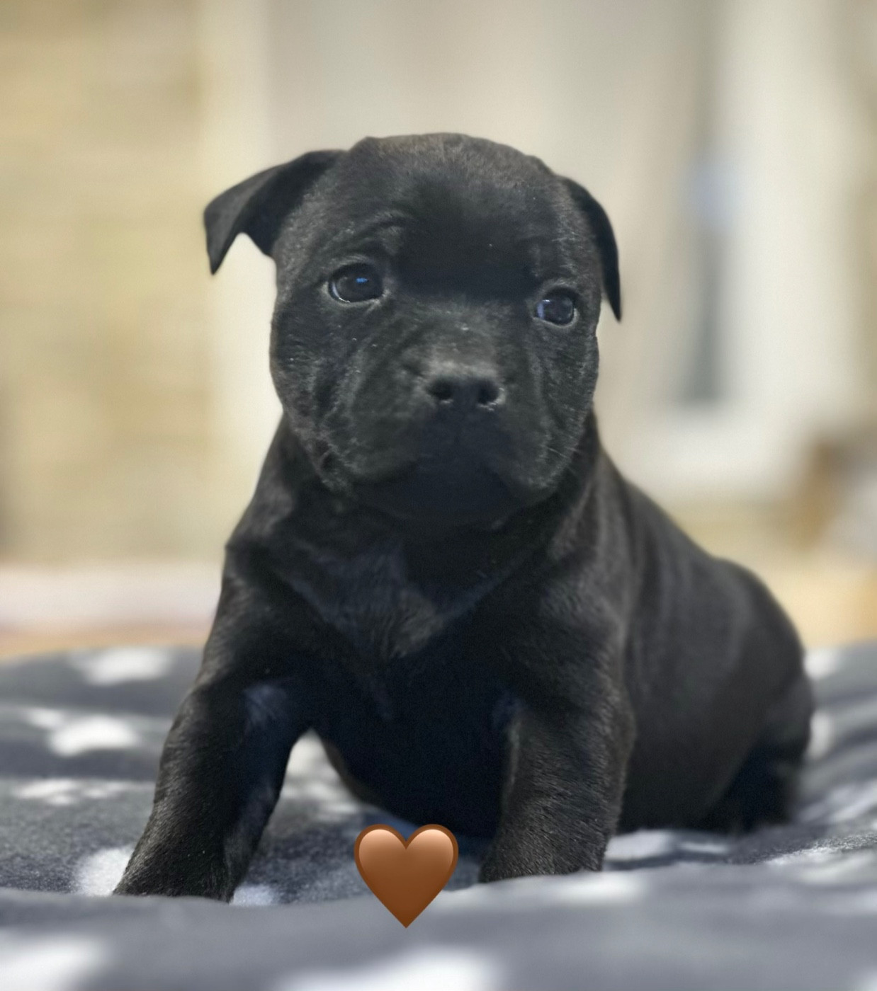 Du Royaume De Babylone - Chiots disponibles - Staffordshire Bull Terrier