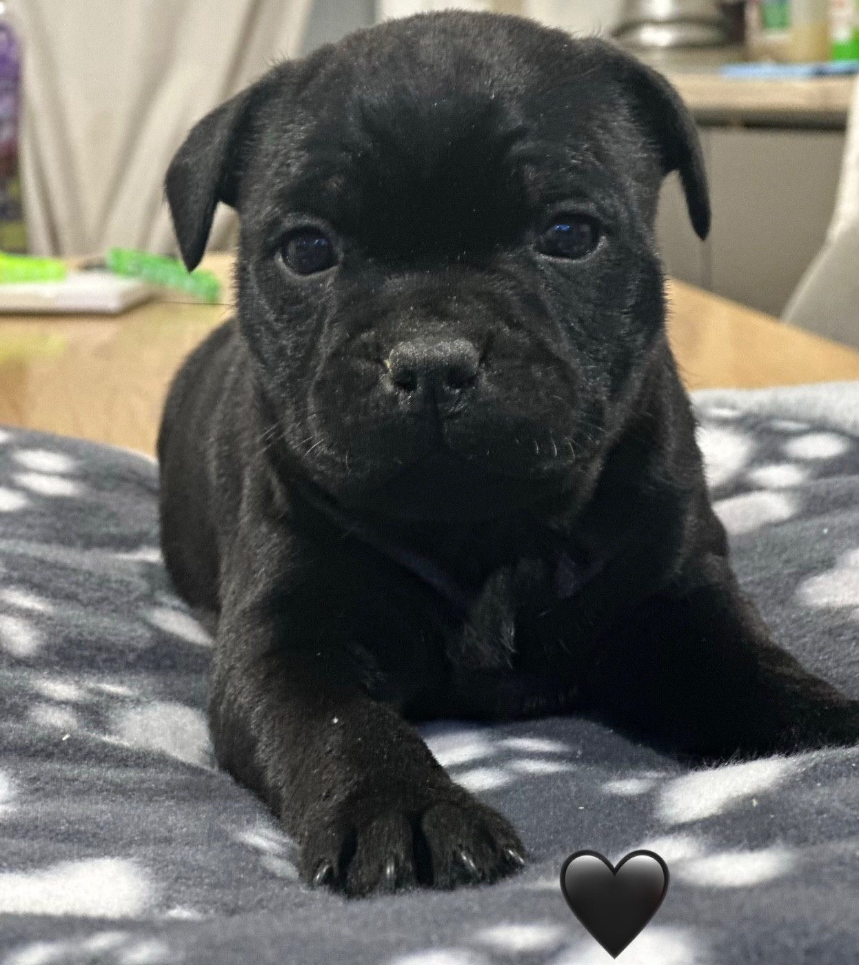 Du Royaume De Babylone - Chiots disponibles - Staffordshire Bull Terrier