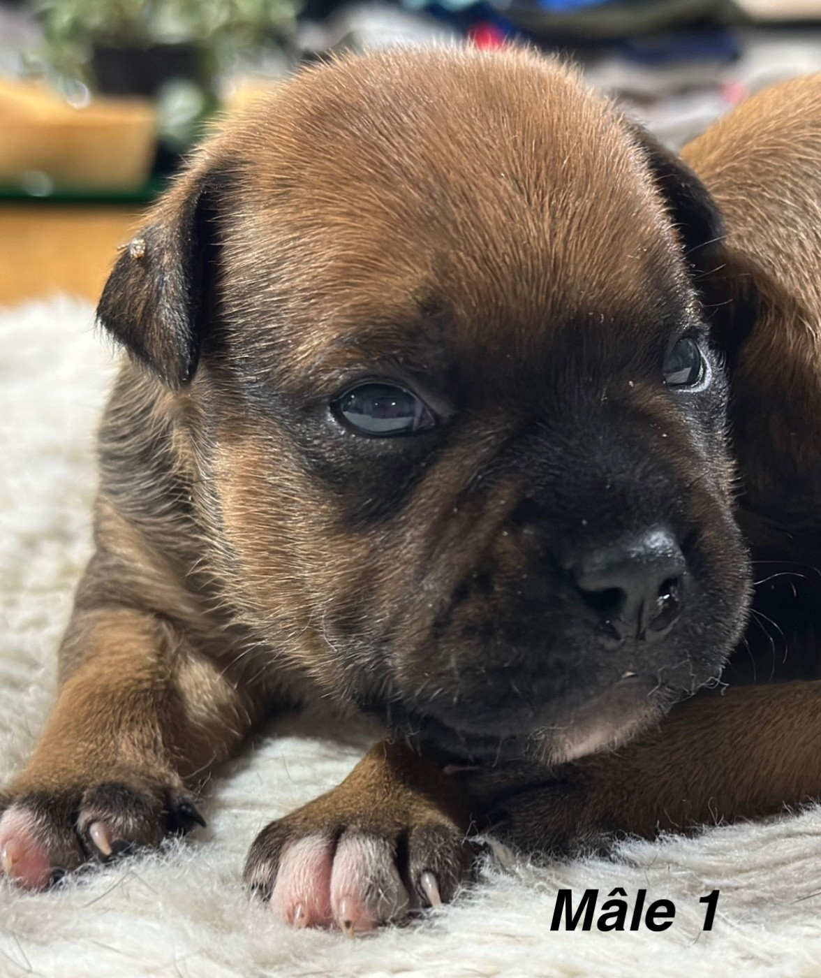 Du Royaume De Babylone - Chiots disponibles - Staffordshire Bull Terrier
