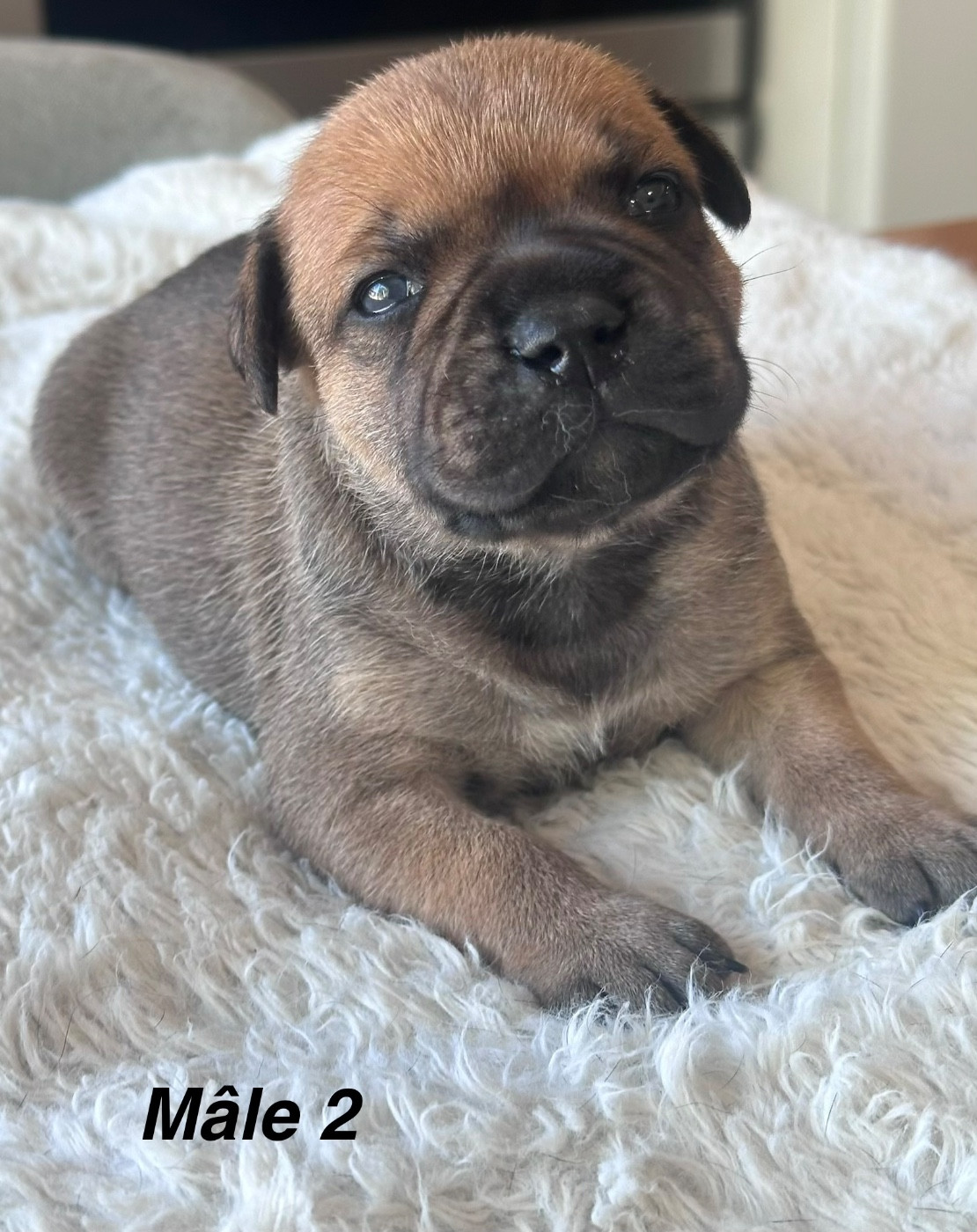 Du Royaume De Babylone - Chiots disponibles - Staffordshire Bull Terrier
