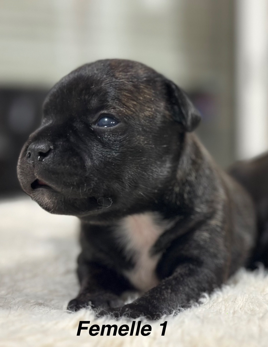 Du Royaume De Babylone - Chiots disponibles - Staffordshire Bull Terrier