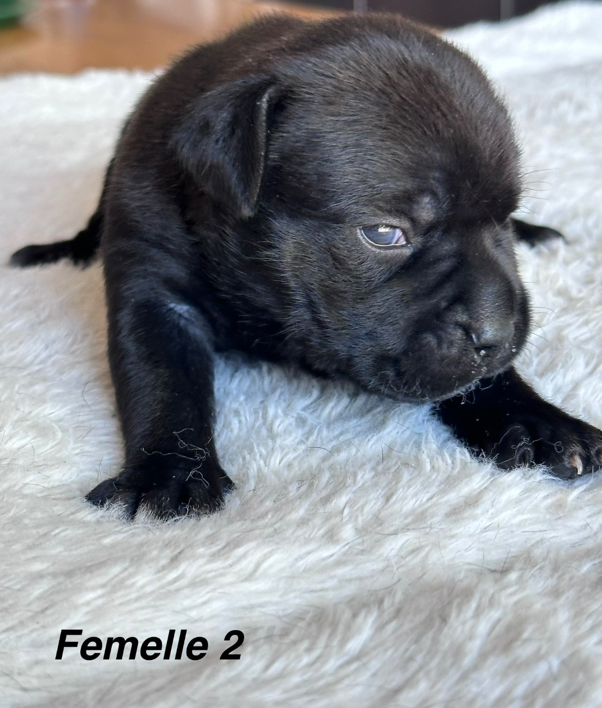 Du Royaume De Babylone - Chiots disponibles - Staffordshire Bull Terrier