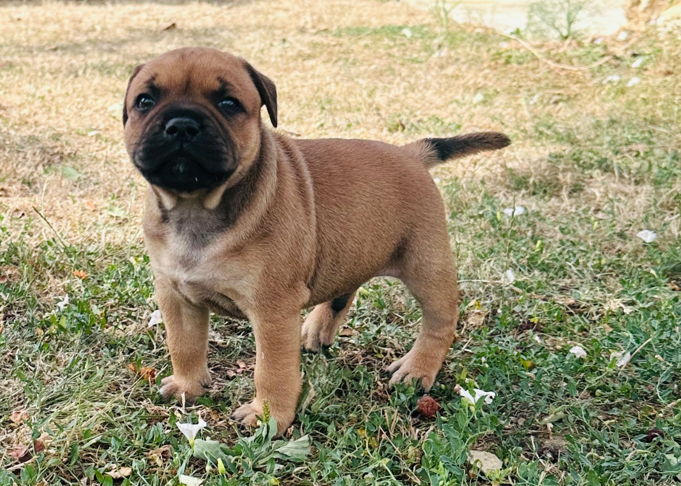 Du Royaume De Babylone - Chiots disponibles - Staffordshire Bull Terrier