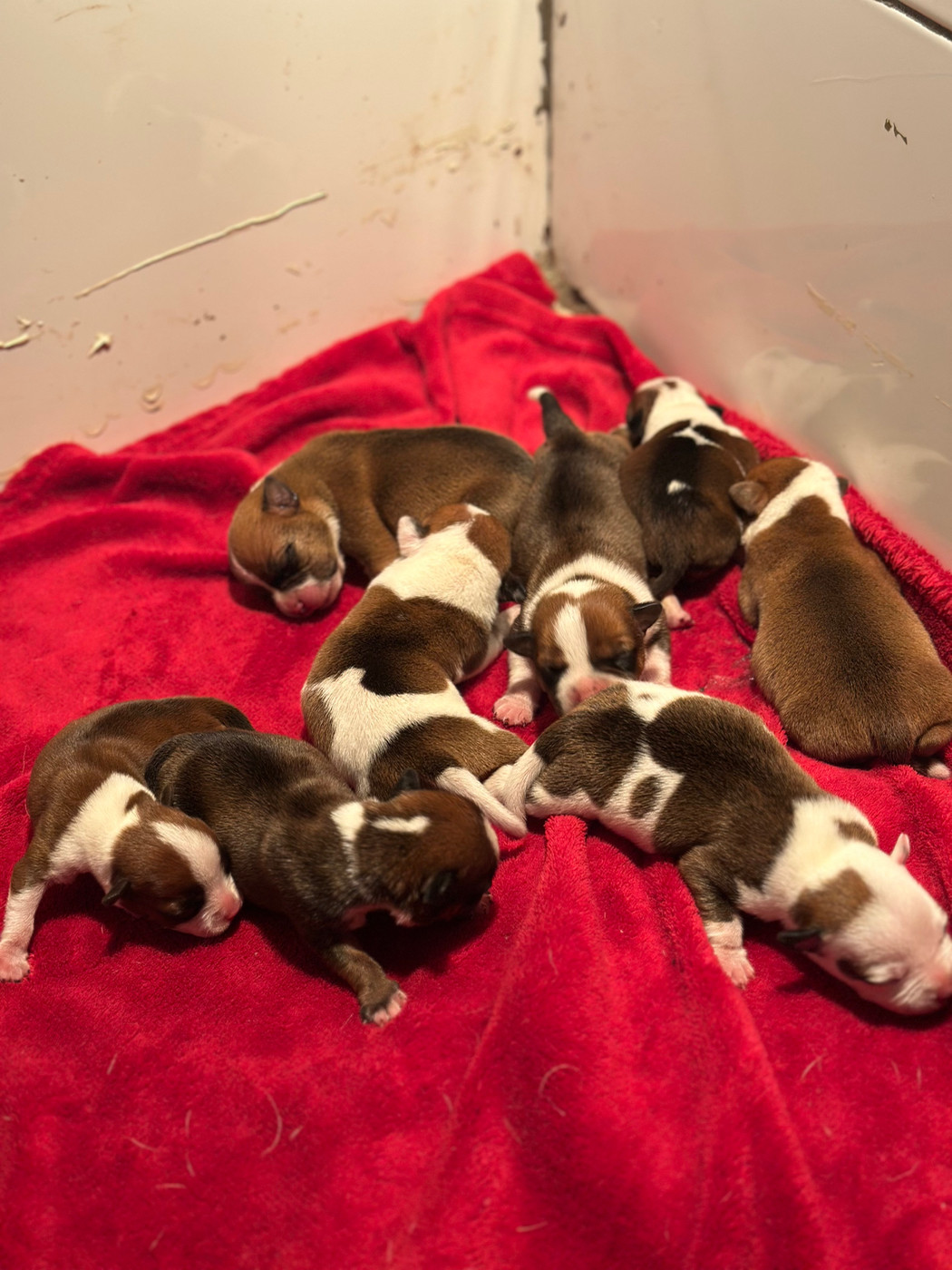 Du Royaume De Babylone - Chiots disponibles - Staffordshire Bull Terrier