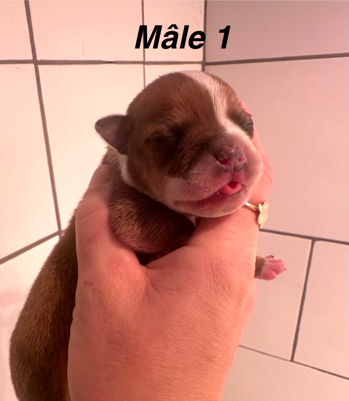 Du Royaume De Babylone - Chiots disponibles - Staffordshire Bull Terrier